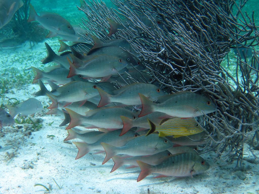 Caye Reef Condos Caye Caulker Bagian luar foto